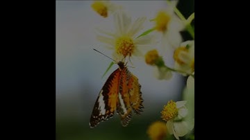 اروع تلاوة القران الكريم ب صوت القارئ رعد الكردى سورة المؤمنون آجمل حالات واتس اب قرآنيه