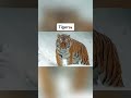 How animals looked like before humans shorts fyp viral tiger birds animals xyzbca foryou