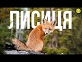 ЛИСИЦЯ — нічний МИСЛИВЕЦЬ | ЯКІ бувають ЛИСИЦІ? | Милі ХИЖАЧКИ | Цікаві факти Mp3 Song