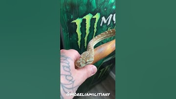 Hypo Bredls Python. Check the channel out and subscribe! #shorts #shortsvideo #python #reptiles