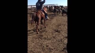 Krogs Hazel Mae pulling a buller out of feedyard pen.