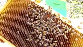 Full Hive Inspection (mudsongs.org)