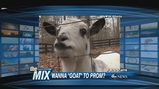 Teen Steals Goat for Prom Proposal