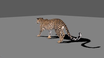Leopard Walk Cycle