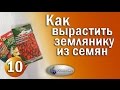 Земляника из Семян / Выращивание земляники / Как вырастить землянику / Садоводство / Olinbuket