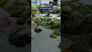 Download Lagu NEGARA TUJUAN EKSPOR DAUN TALAS BENENG, PENGGANTI TEMBAKAU? MP3 Download Lagu NEGARA TUJUAN EKSPOR DAUN TALAS BENENG, PENGGANTI TEMBAKAU? MP3