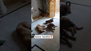 pyare bche dog| dogs feeding | Dog life dog blog  dog lover #dog #dogs #dogshorts #dogfeeding #fypシ