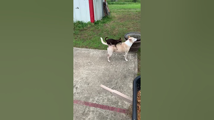 Chihuahua loves bigger dog