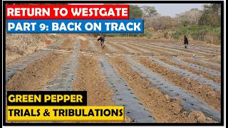 Growing Three Different Green Pepper Crops at the Same Time | Farming in Zambia