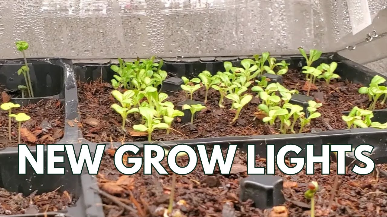 GROW Lights UPGRADE with Barrina Grow Lights