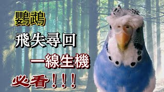 【屈原之天下鳥事】寵物鳥飛失怎麼辦鸚鵡飛失尋回一線生機