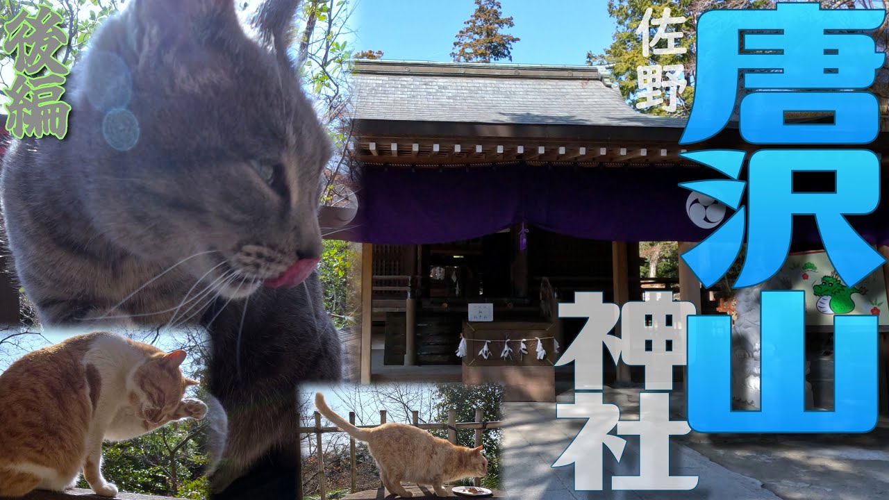 [4K]猫盛りだくさん✨唐沢山神社❮からさわやまじんじゃ❯𝕁ℙ802【後編】＠栃木県佐野市[2024.3.15撮影]やはり猫の尺が長くなりました🐱✨