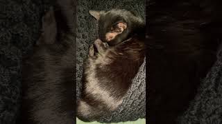 Big Black Cat is in for the Night  #bigblackcat #black cat #blackcatlife