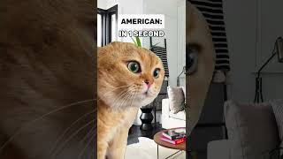 DID YOU SLOW IT DOWN? Saying 100 in one second | Cat Memes