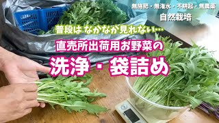 小かぶ#あやめ雪 の間引き菜の洗浄・#水菜 の調整と袋詰め【#自然栽培】