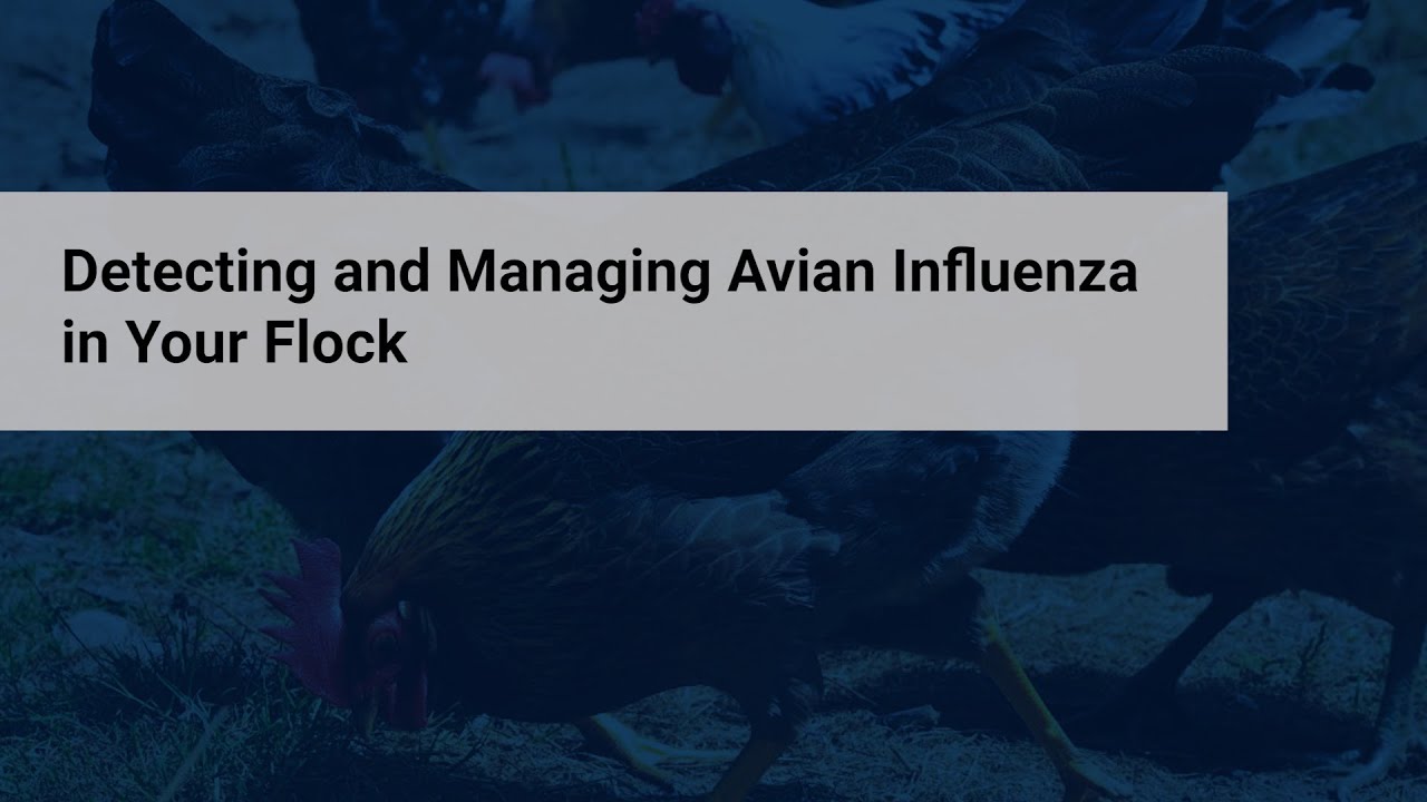 HPAI: Detecting and Managing Avian Influenza in Your Flock - YouTube