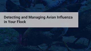 HPAI: Detecting and Managing Avian Influenza in Your Flock