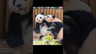 루이바오 언니를 피해서 자리를 옮겼더니 쫓아와서 혼줄내는