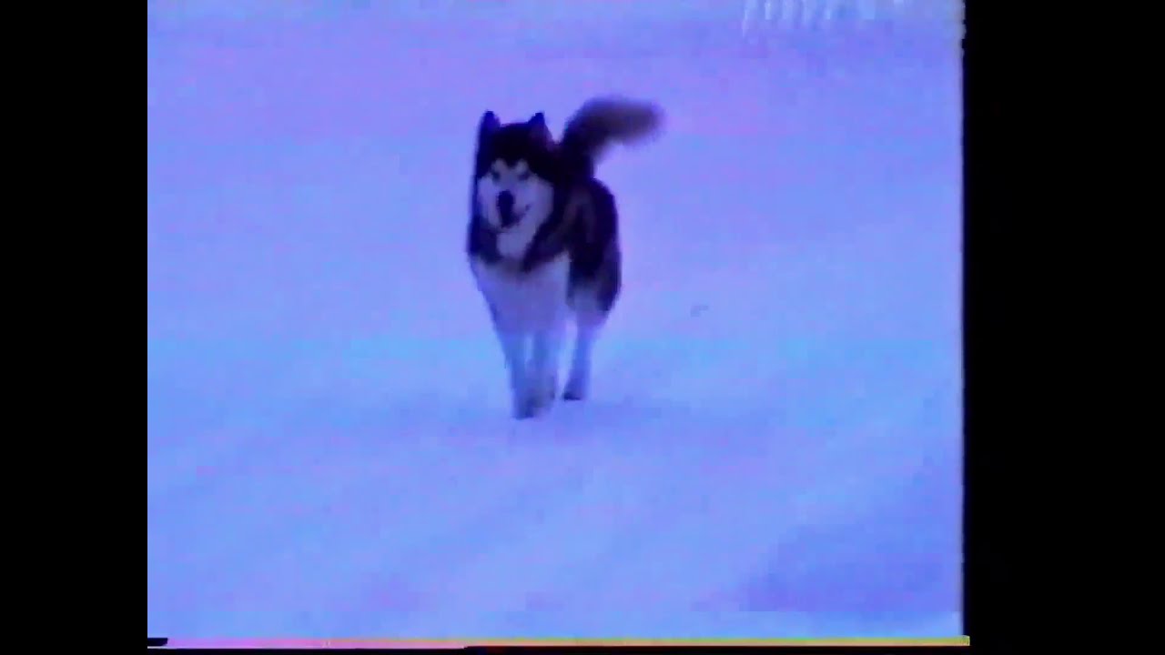 1994 Home of 'de Chabek Alaskan Malamutes