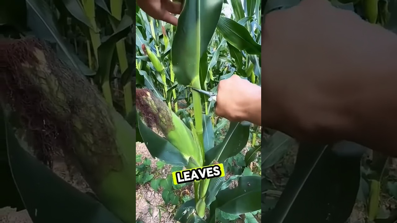 how to agriculture #farming #corn #agriculture #automobile #farm #plantgrowth #cornharvesting