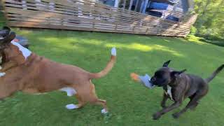 Two happy boxers being chased by robotic lawnmower! 😁