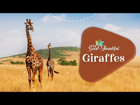 All About Giraffes | Mammals | The Good and the Beautiful