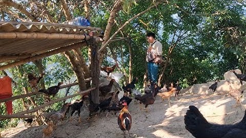 Hlau youtube mus pub qaib lom zem kaws li nawb.hôm nay đi cho gà ăn uống rất tuyệt vời 