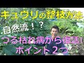 キュウリ　つる枯れ病から復活！！そのポイント２つ　自然流！？　キュウリの整枝方法