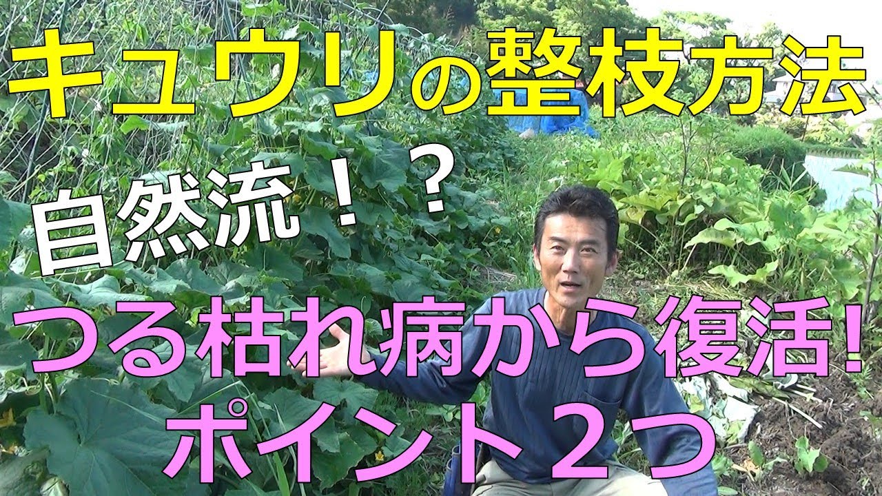 キュウリ つる枯れ病から復活！！そのポイント2つ 自然流