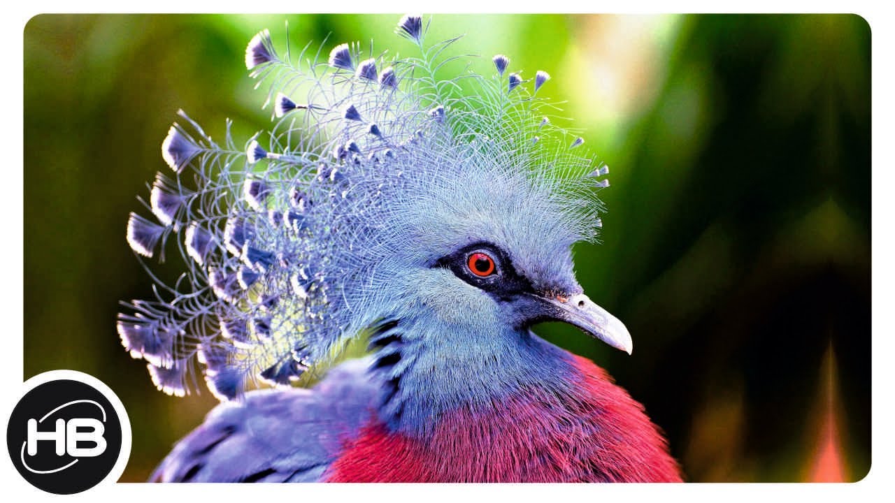 10 Шикарных Птиц c Коронами