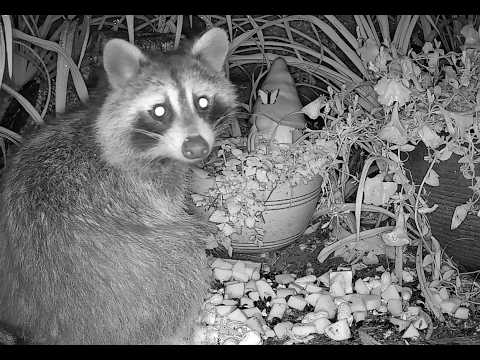 🔴 LIVE Nighttime Critter Cam in Michigan - 6/29/26