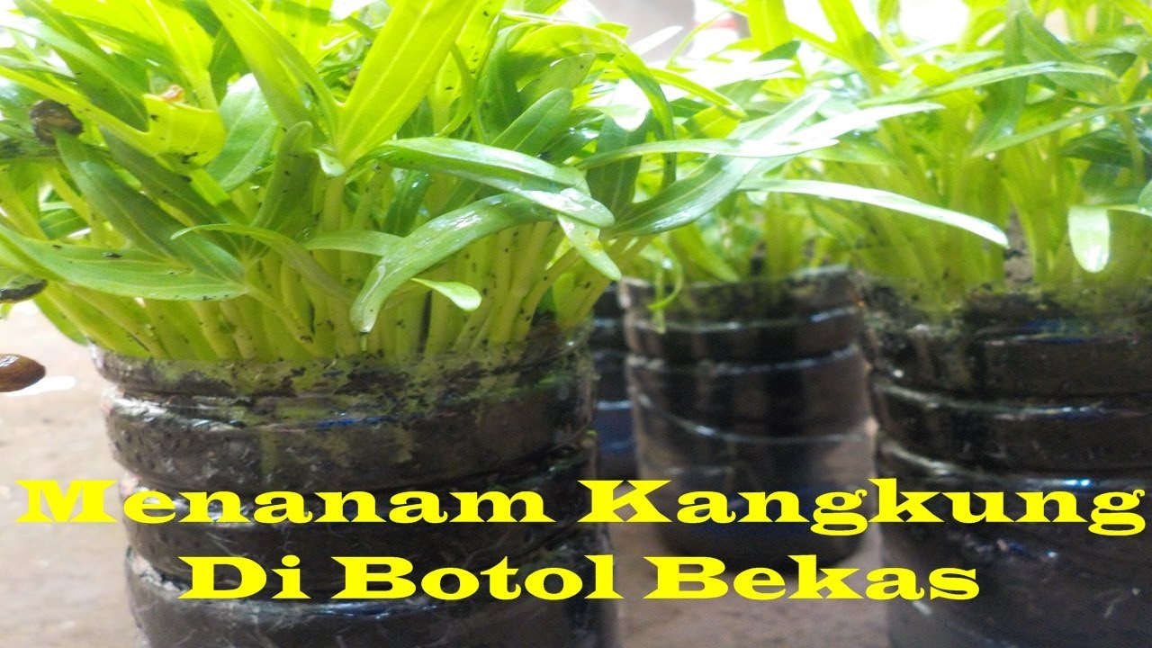 cara menanam  kangkung di  dalam botol  aqua  bekas dengan 