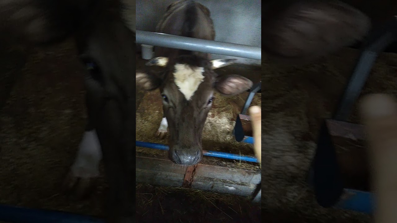 Сарай чик КРС часть 2