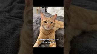 A glimpse into the life of cat owners #fyp #catlover #petlover #cats #catshorts #catvideos #viral