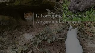 Are porcupine friendly to Angata and Kharayo? | Funny Cats