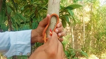 The knot that never fails!