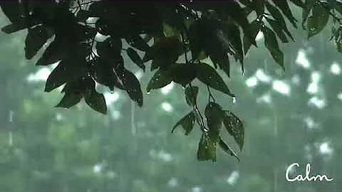 Wind blowing through the trees/ Calm And relaxing sound of Rain. #viral #trendy #shorts