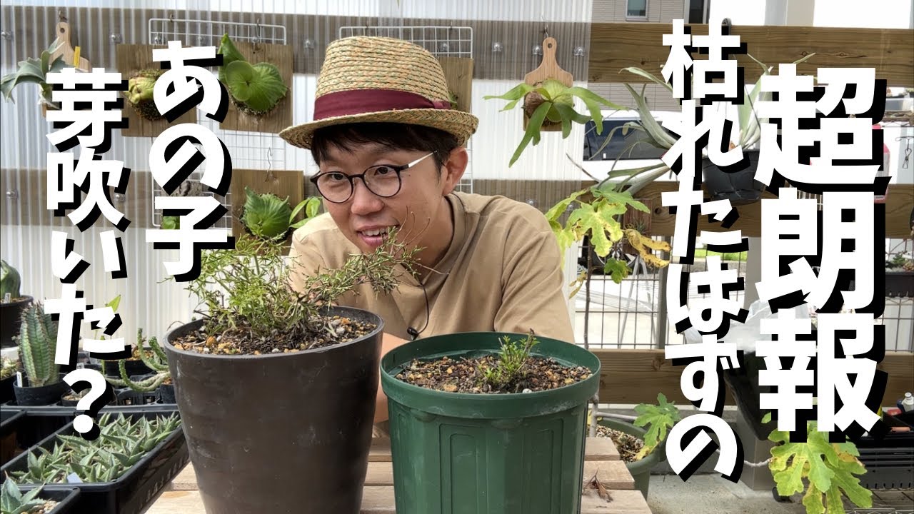 あの植物に動きが！！！クレマチスカートマニージョー、ペトリエイ