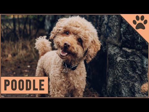 Poodle Dog Breed (Toy, Miniature & Standard Poodle)