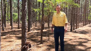 Things to Consider When Establishing a Longleaf Plantation for Pine Straw Raking Video