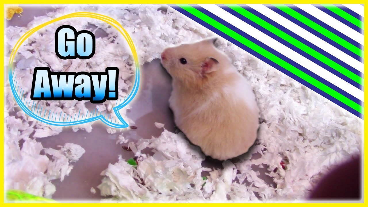 hamster hides hamster hides