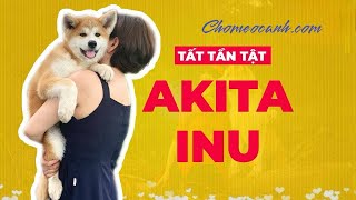 Chó Akita Inu Nhật Bản - Nguồn gốc, đặc điểm, giá bán 2024? Mua chó Akita con giá rẻ! Chomeocanh.com