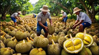 How Thai Farmers Harvest Durian | Farming Documentary