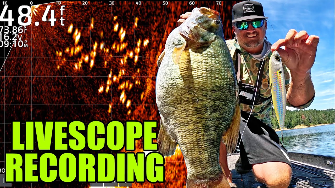 Watch these GIANT Bass go into a Topwater Feeding FRENZY! (Livescope Recording)