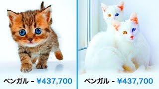 とんでもない値段の猫品種