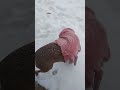 Update #8 Liberty MADNESS, Dog goes nuts in the snow! #winterwonderland