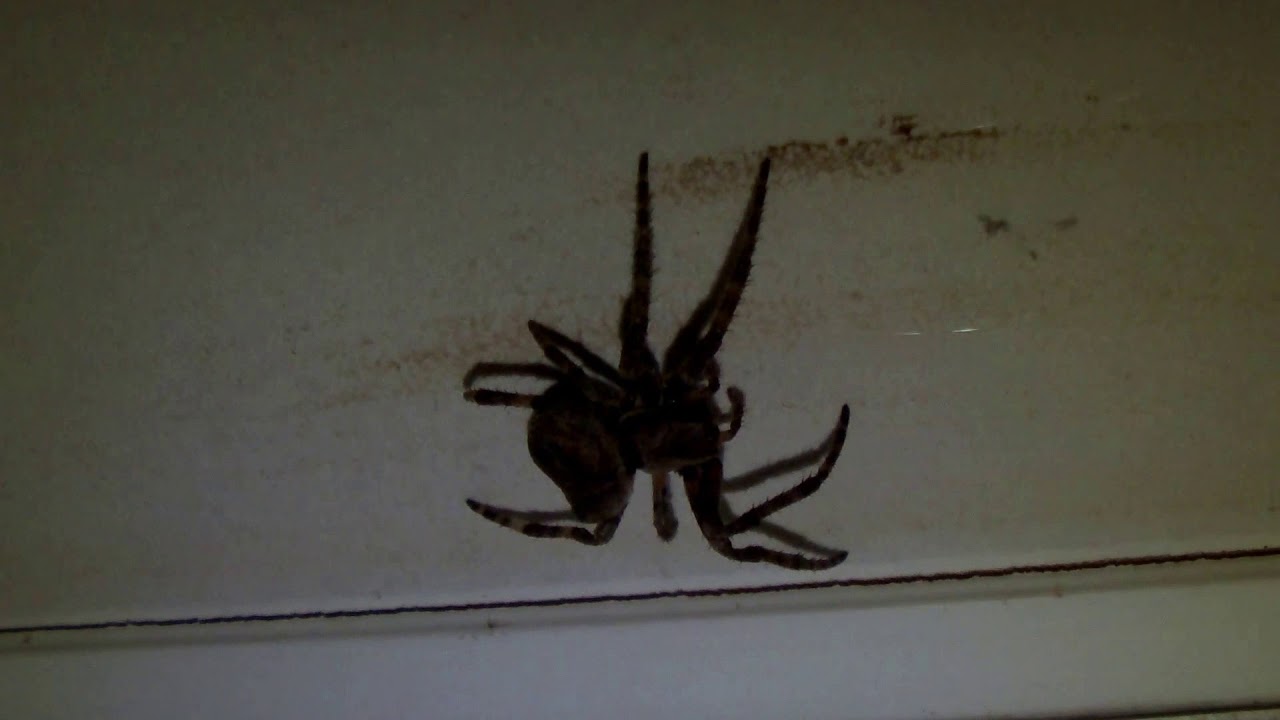 Araneus Ventricosus Spider Overwintering In The House 室内越冬中のオニグモ 蜘蛛 と寄生蜂の繭 Youtube