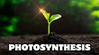 How Does Photosynthesis Actually Work? Explained Simply