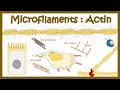 Actin polymerization (Micro filament assembly )