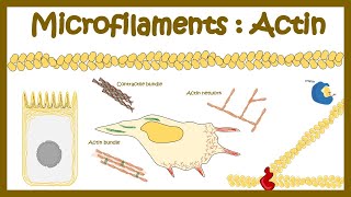 Actin polymerization (Micro filament assembly )